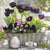 Balkonblumen "Langanhaltende Farbvielfalt"
