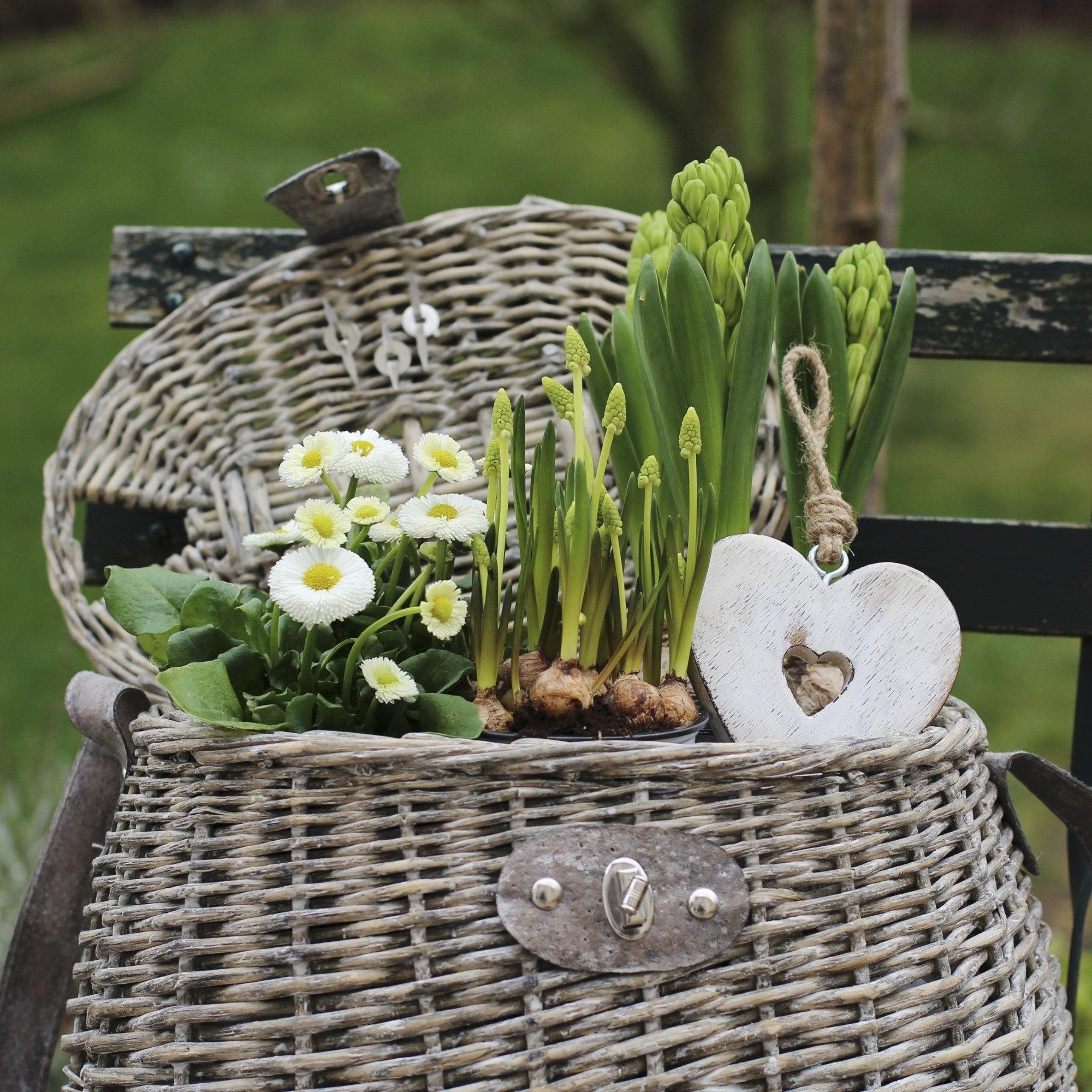 Balkonblumen "Robuste Frühlingsfreude"