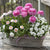 Balkonblumen "Reiche Blütenpracht in Rosa-Weiß"