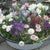 Balkonblumen "Pflegeleichte Pastellblüten"