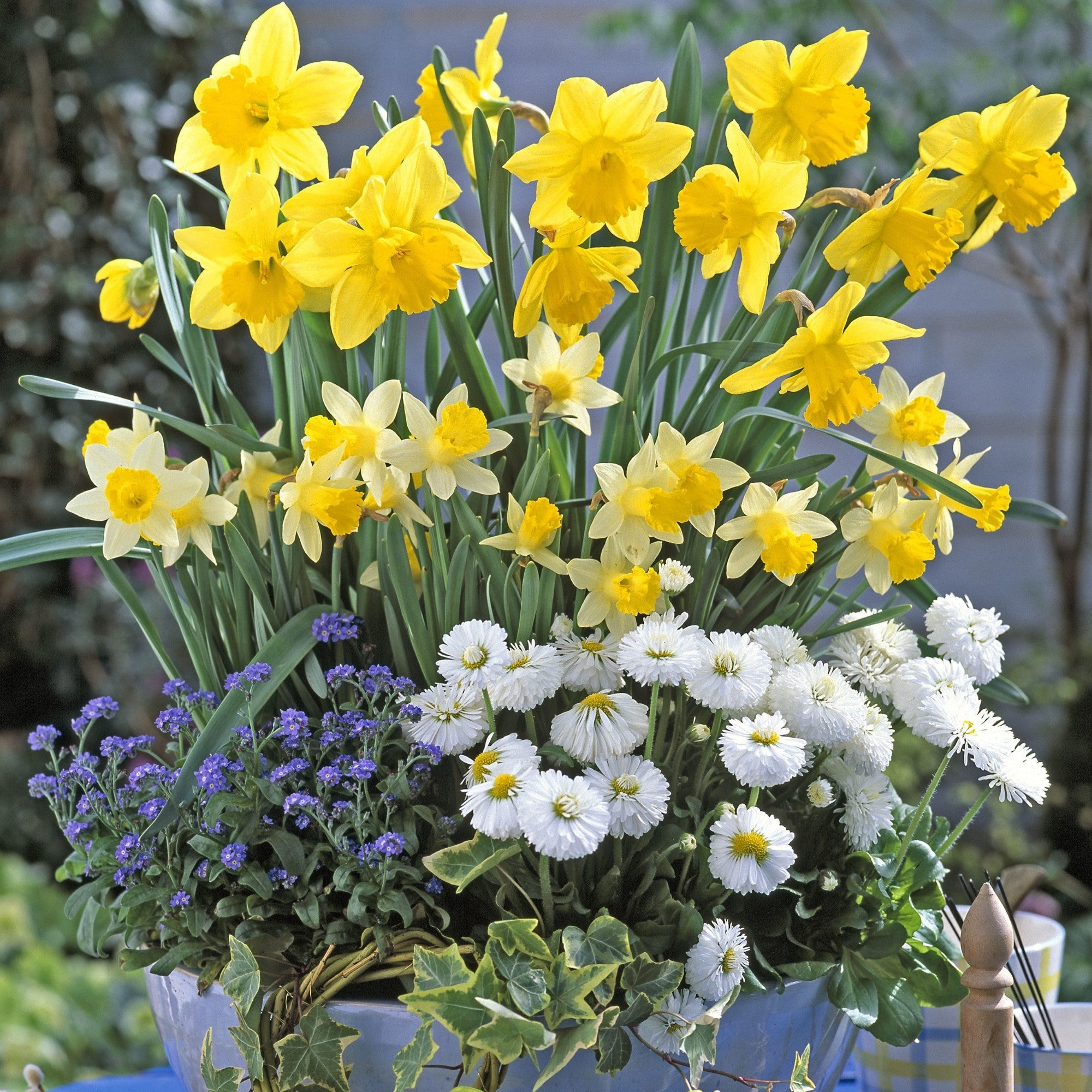 Balkonblumen "Harmonische Frühlingsfreude"