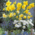 Balkonblumen "Harmonische Frühlingsfreude"