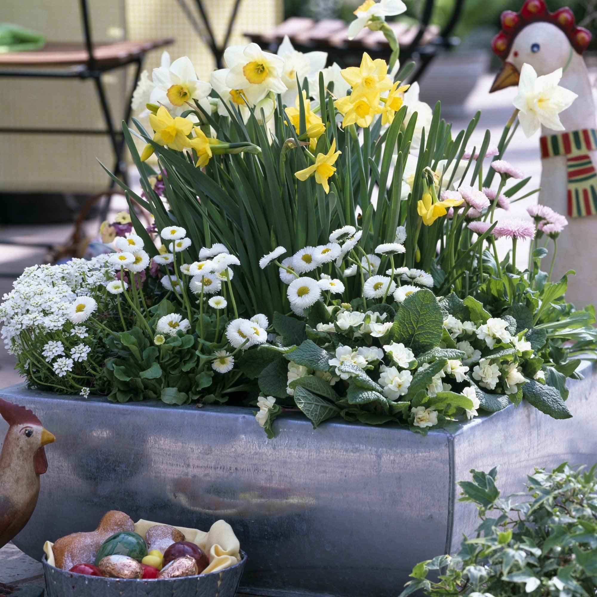 Balkonblumen "Robuste Frühblüher"