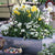 Balkonblumen "Robuste Frühblüher"