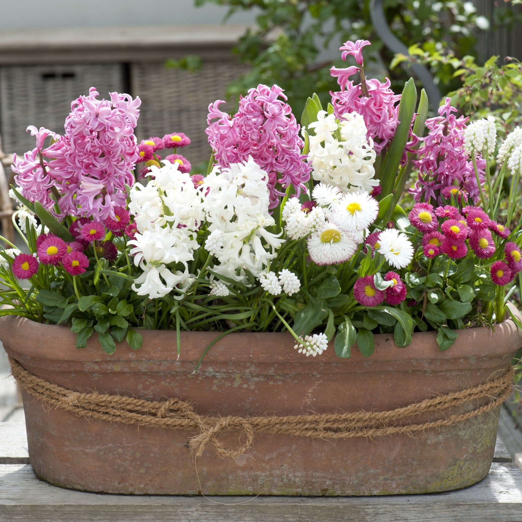Balkonblumen "Dekorative Frühlingsblüten"