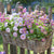 Balkonblumen "Harmonischer Frühlingsbalkon"