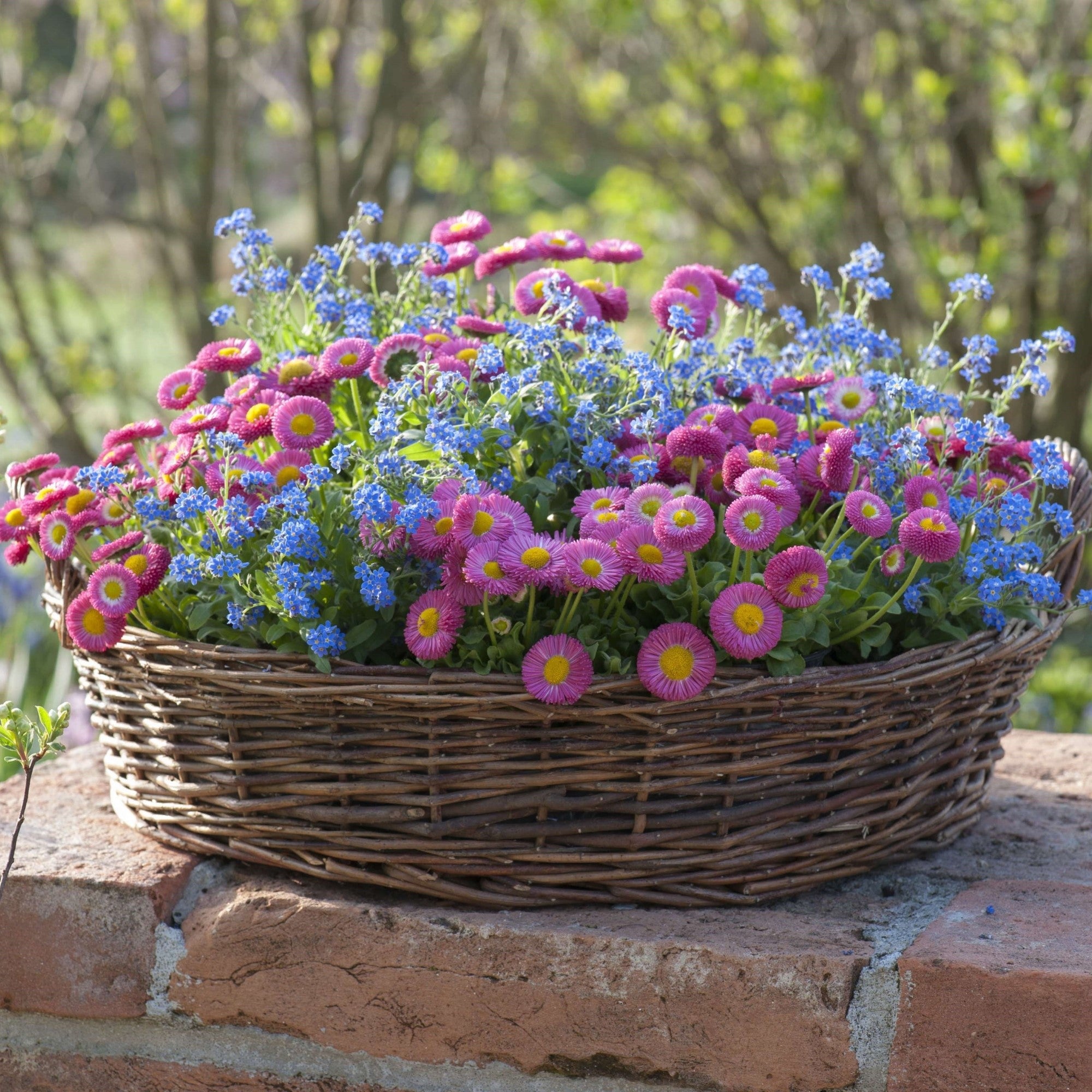 Balkonblumen "Auffällige Frühblüher"