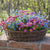 Balkonblumen "Auffällige Frühblüher"