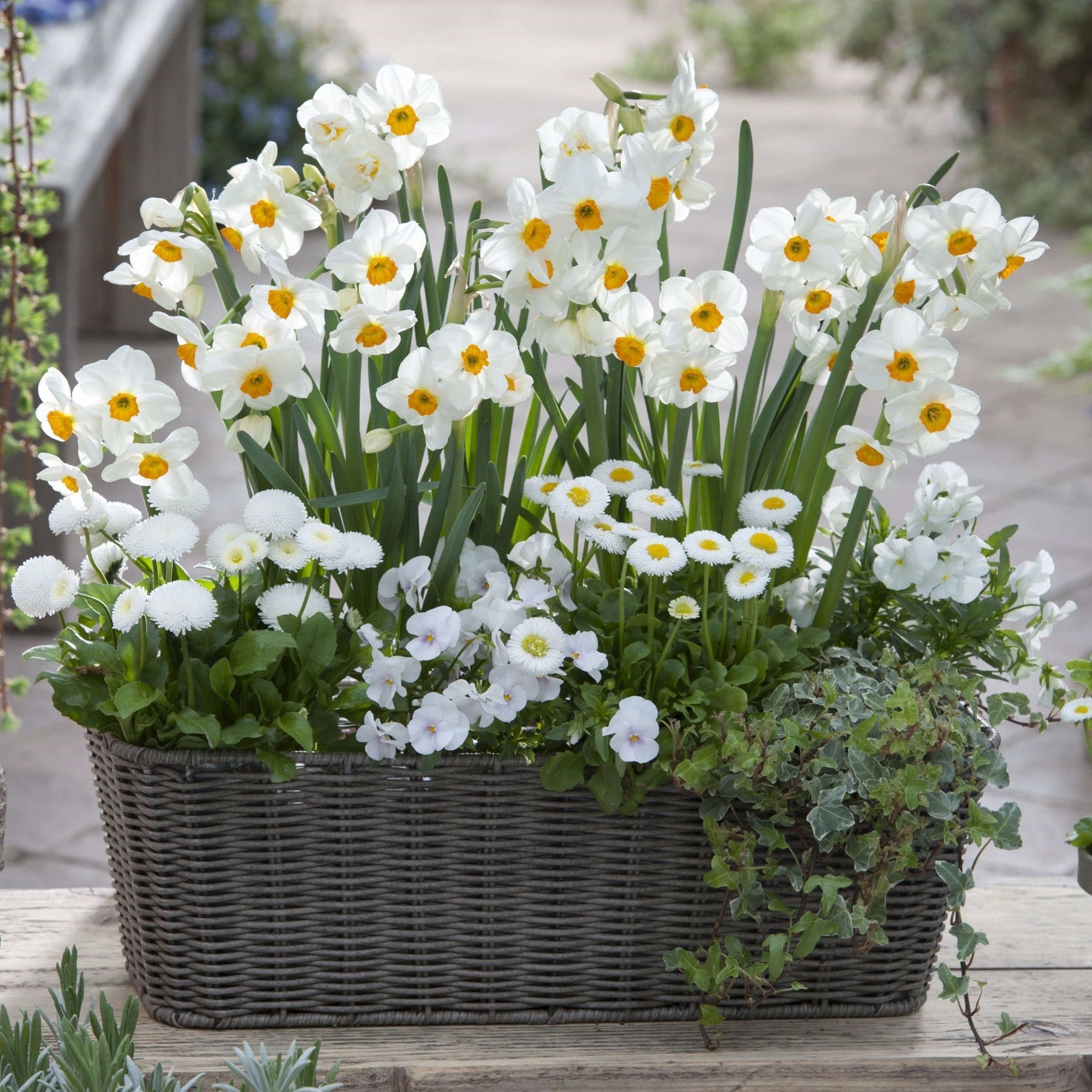 Balkonblumen "Frühlingsfrische Blütenpracht in Weiß"