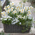 Balkonblumen "Frühlingsfrische Blütenpracht in Weiß"