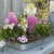 Balkonblumen "Romantischer Frühlingszauber"