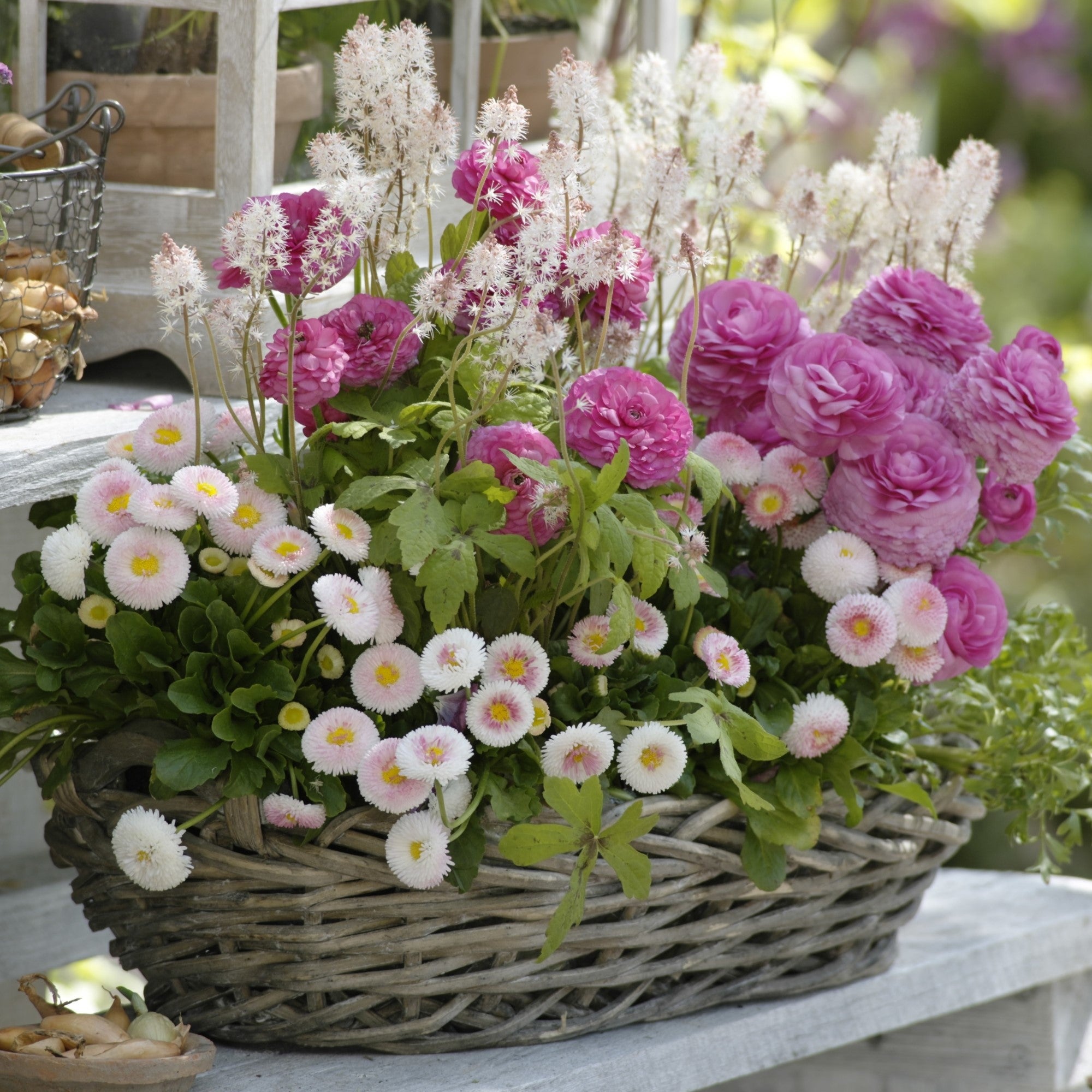 Balkonblumen "Vielfältige Frühblüher"