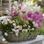 Balkonblumen "Vielfältige Frühblüher"