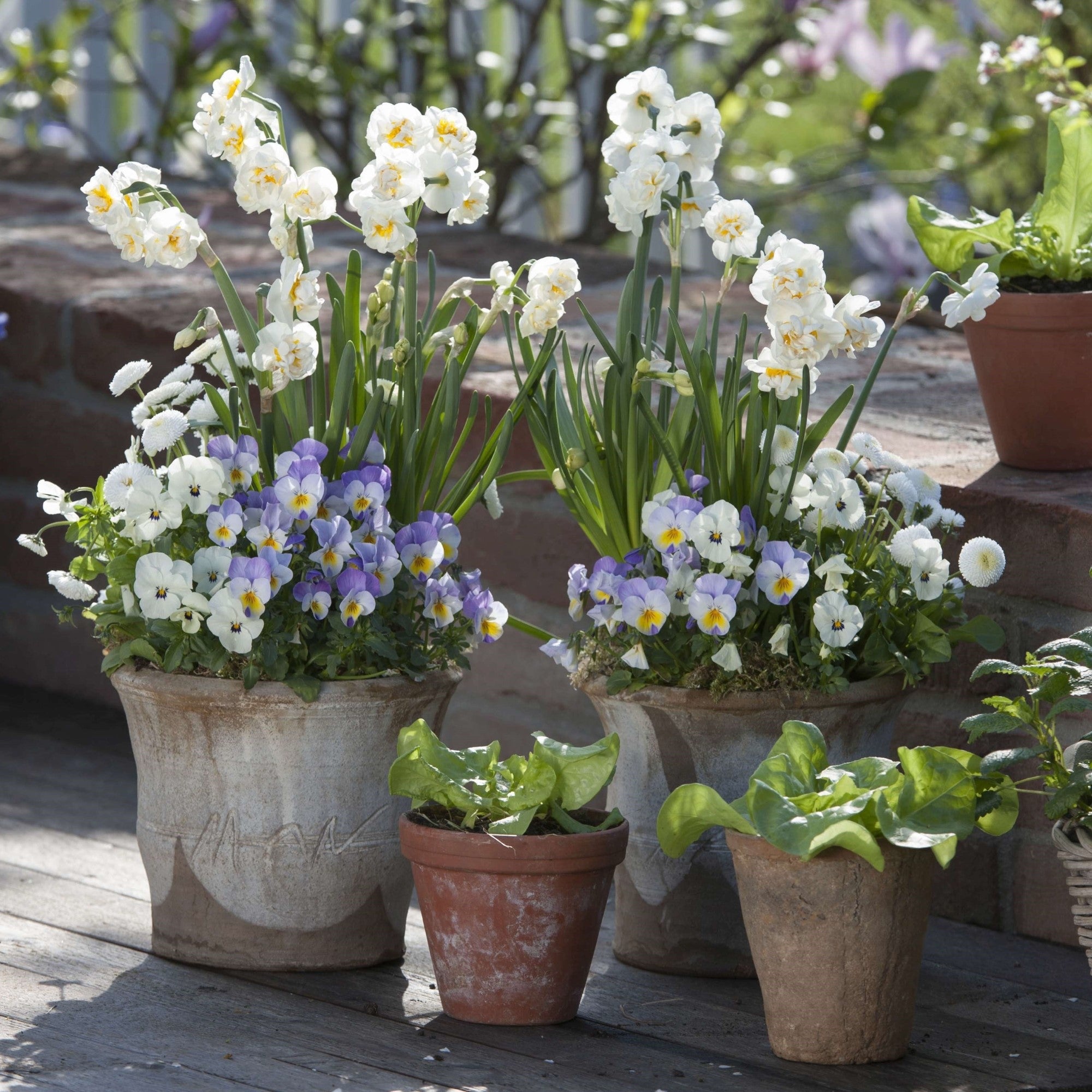 Balkonblumen "Zarter Frühlingsbalkon"