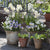 Balkonblumen "Zarter Frühlingsbalkon"