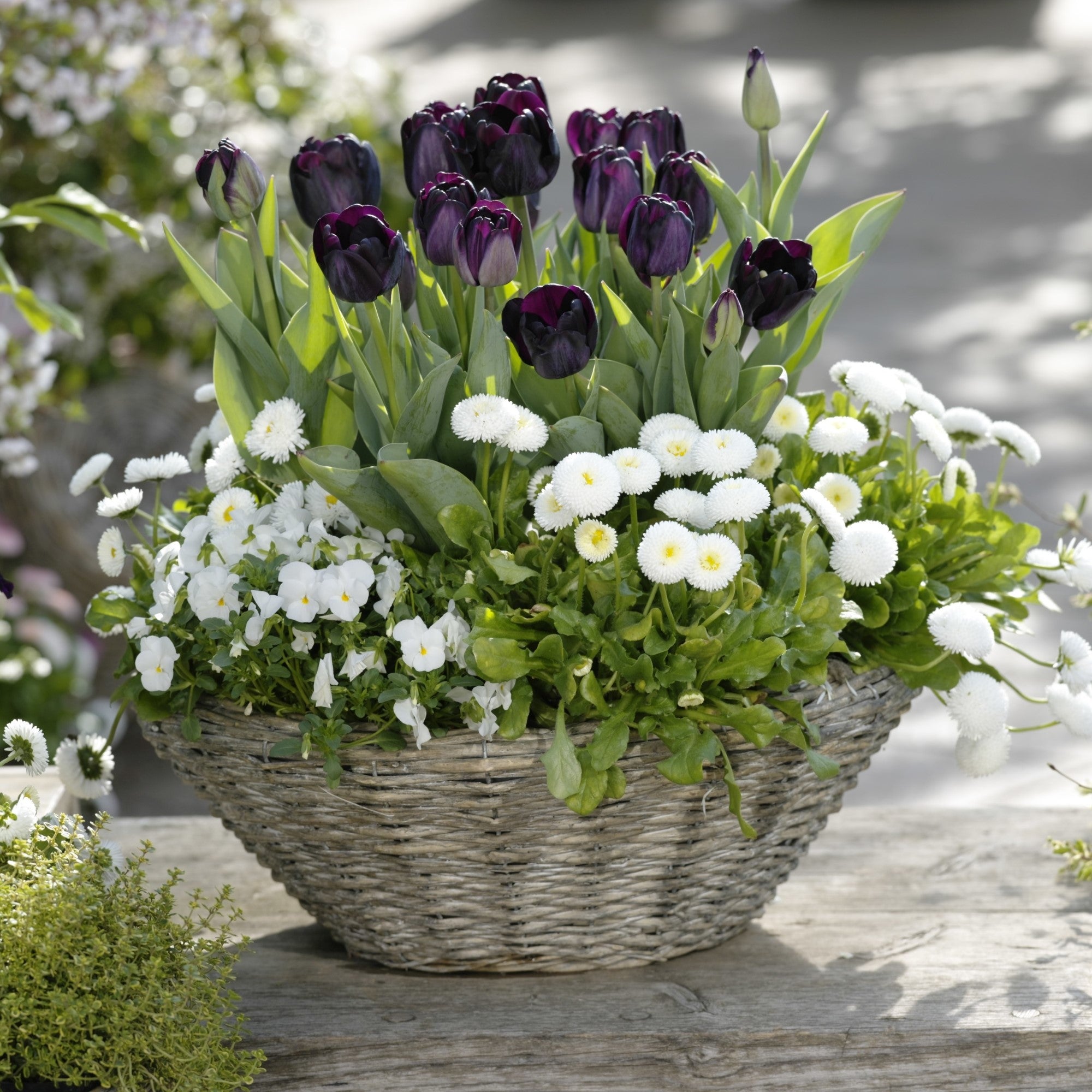 Balkonblumen "Kontrastreicher Frühlingstraum"