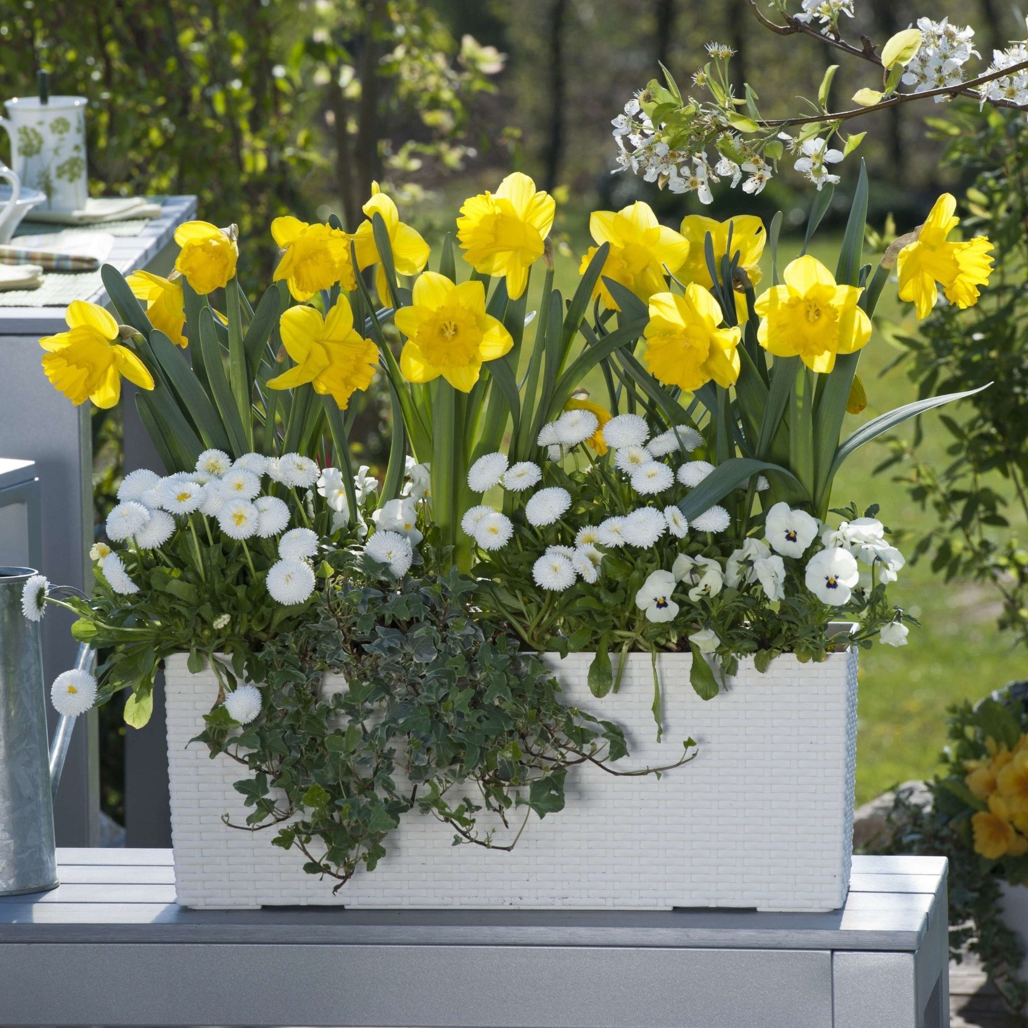 Balkonblumen "Gelb-Weiße Frühlingsfrische"