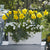 Balkonblumen "Gelb-Weiße Frühlingsfrische"