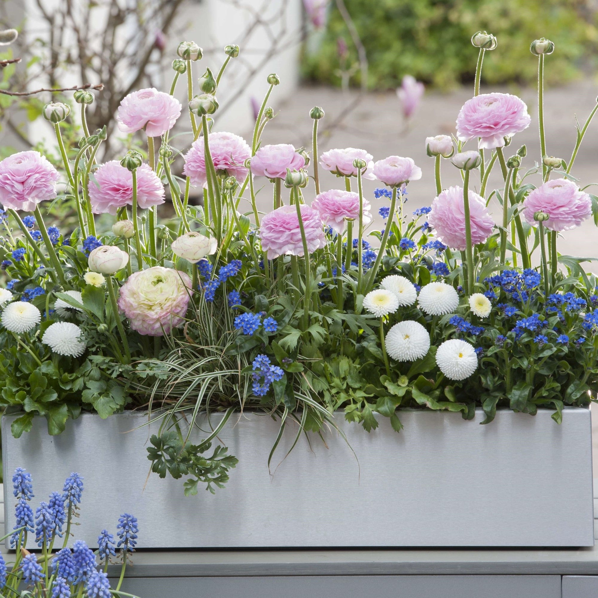Balkonblumen "Nektarreicher Frühlingsgruß"