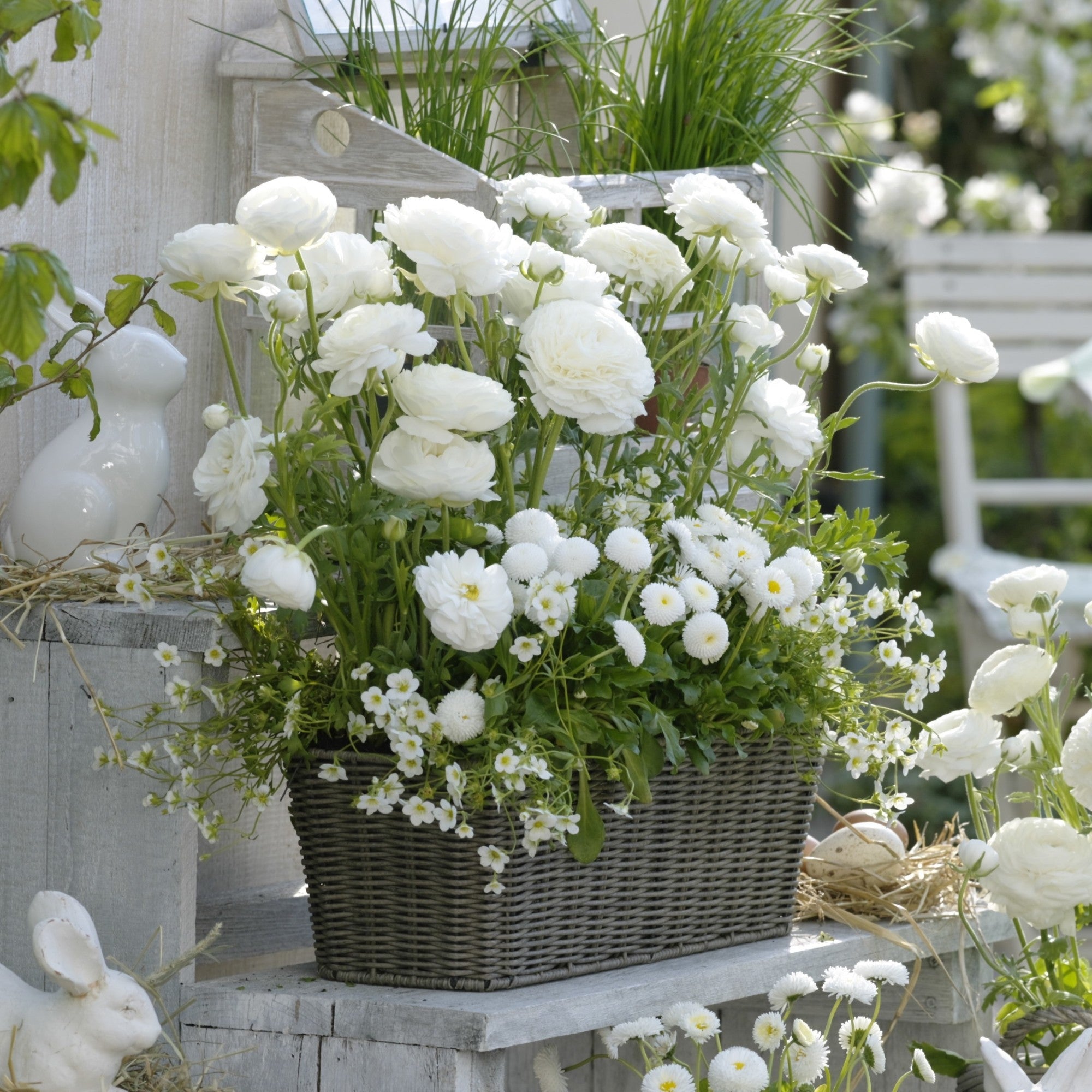 Balkonblumen "Weißer Frühjahrszauber"
