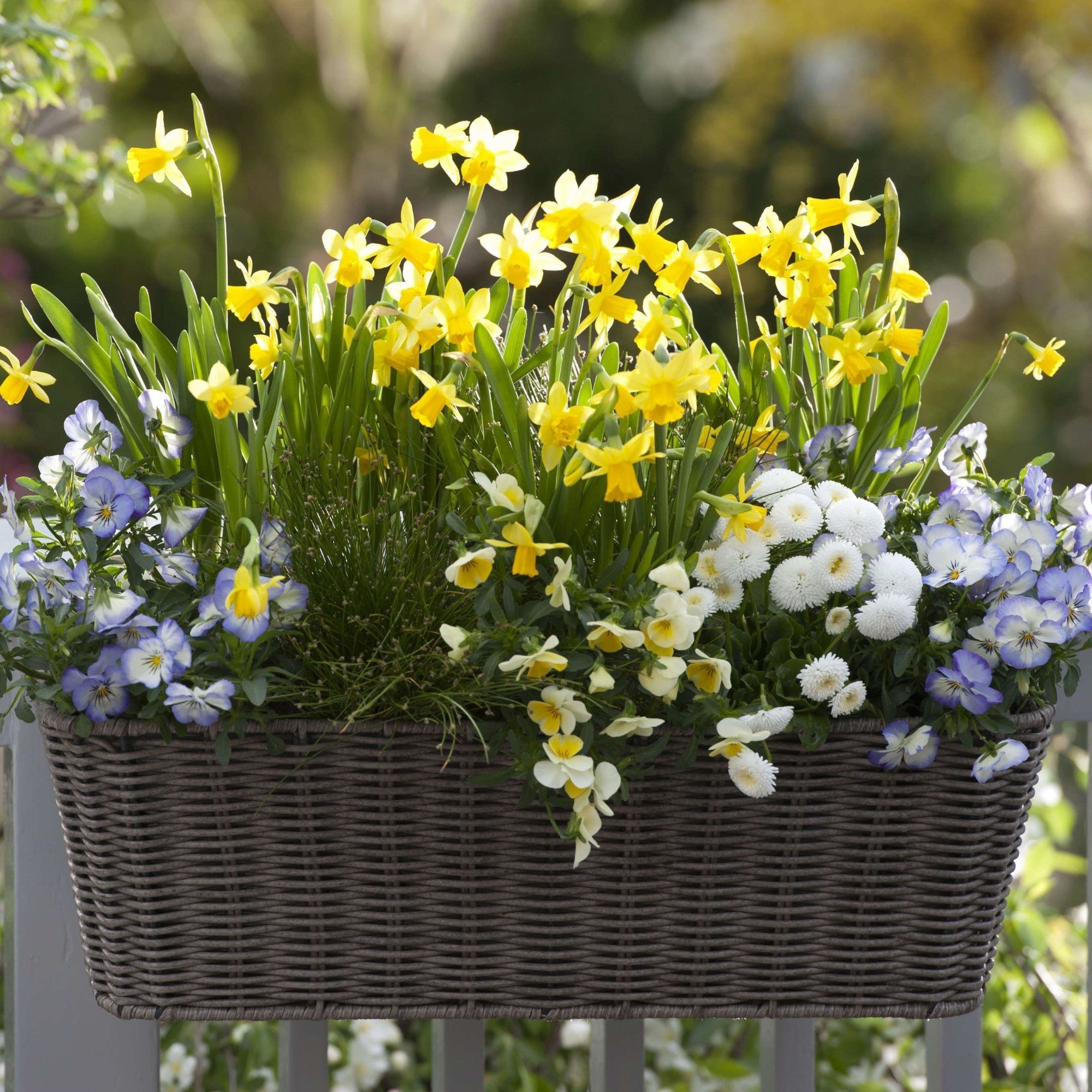 Balkonblumen "Robuster Frühlingsbalkon"