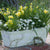 Balkonblumen "Fröhlicher Frühlingsbalkon"