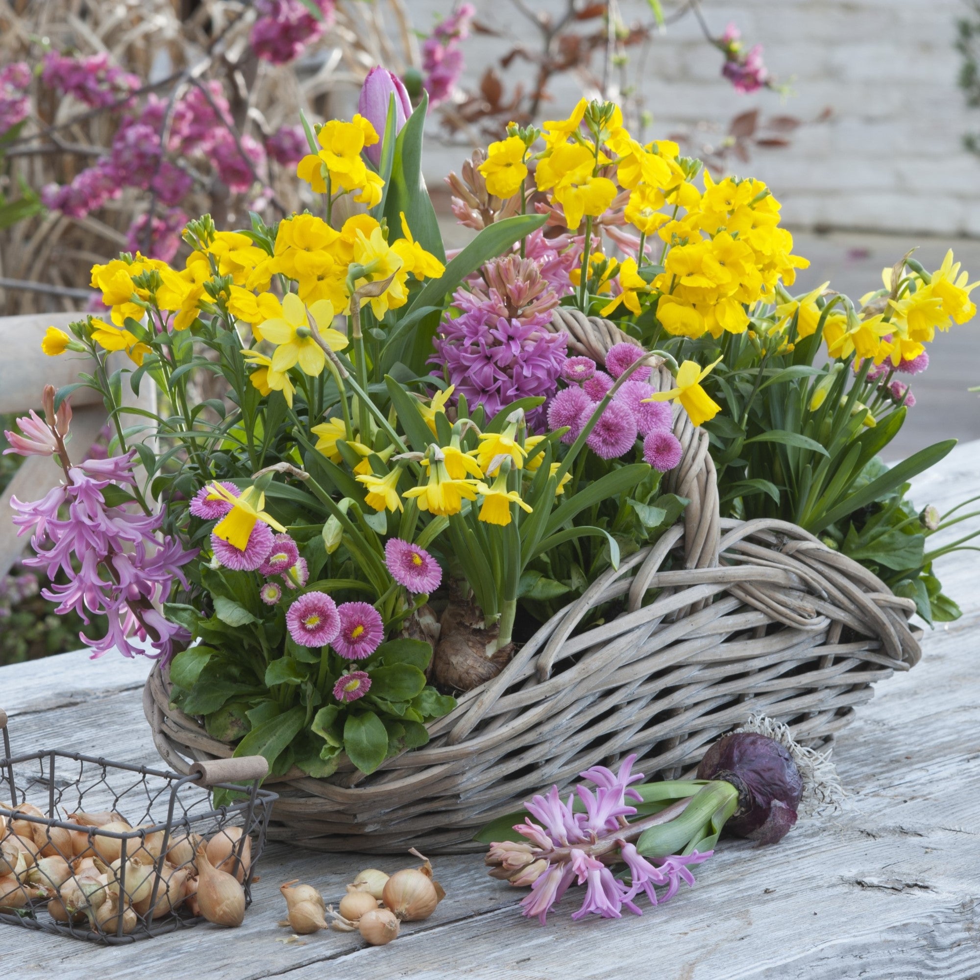 Balkonblumen "Strahlender Frühlingsgruß"