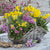 Balkonblumen "Strahlender Frühlingsgruß"