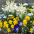 Balkonblumen "Vielfältiges Frühlingsensemble"