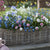 Balkonblumen "Dekorative Farbenpracht"
