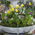 Balkonblumen "Insektenparadies auf dem Balkon"