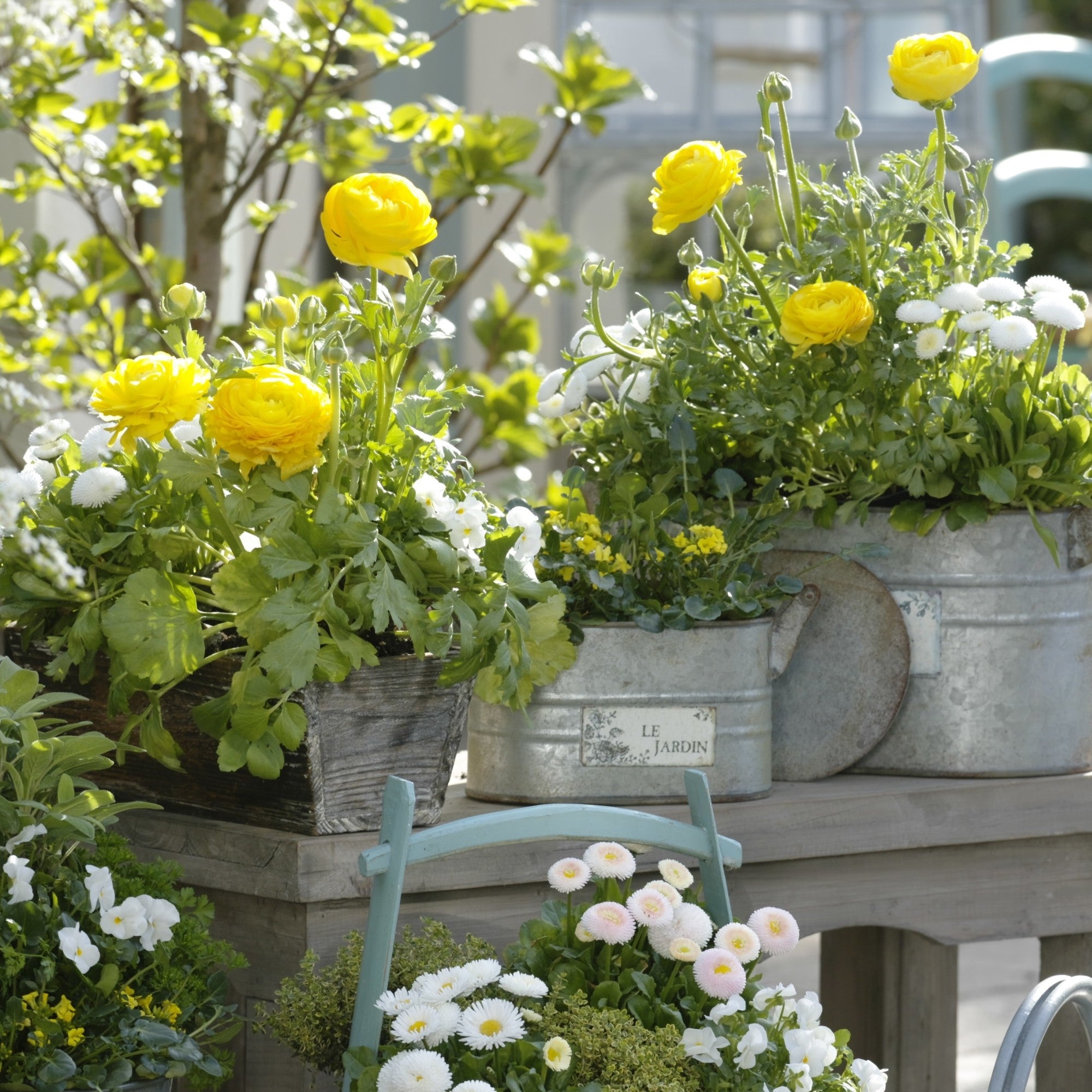 Balkonblumen "Reichblühender Frühlingsgruß"