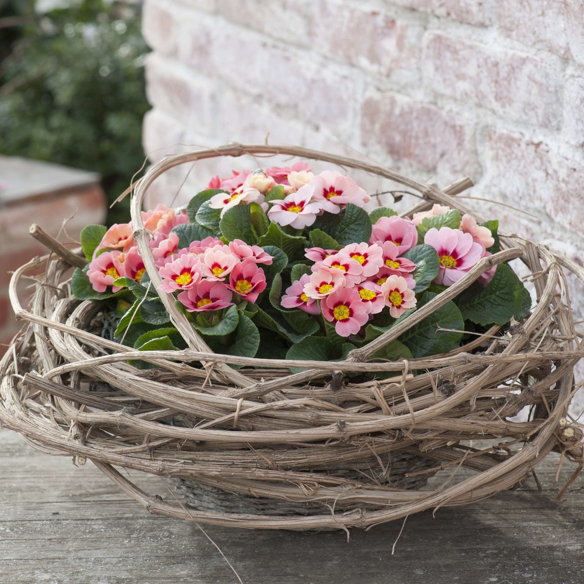 Balkonblumen "Kompakte Frühlingskissen"