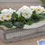 Balkonblumen "Weiße Kissenprimelpracht"