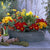 Balkonblumen "Feuriger Frühlingsgruß"