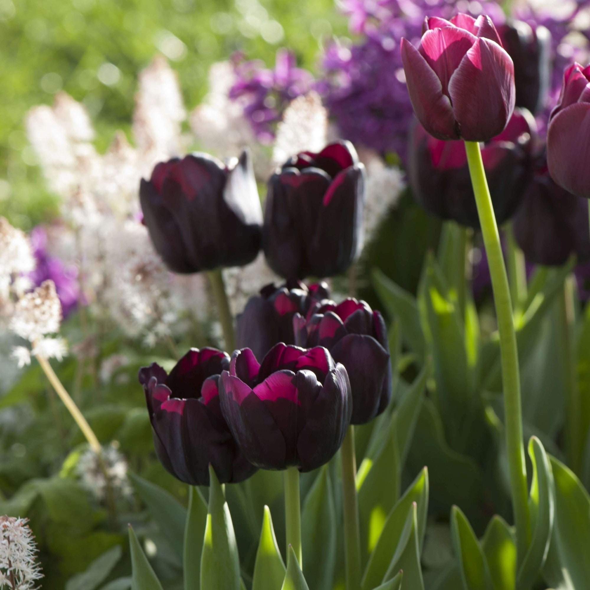 Tulpe 'Black Jack'