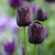 Tulpe 'Black Jack'