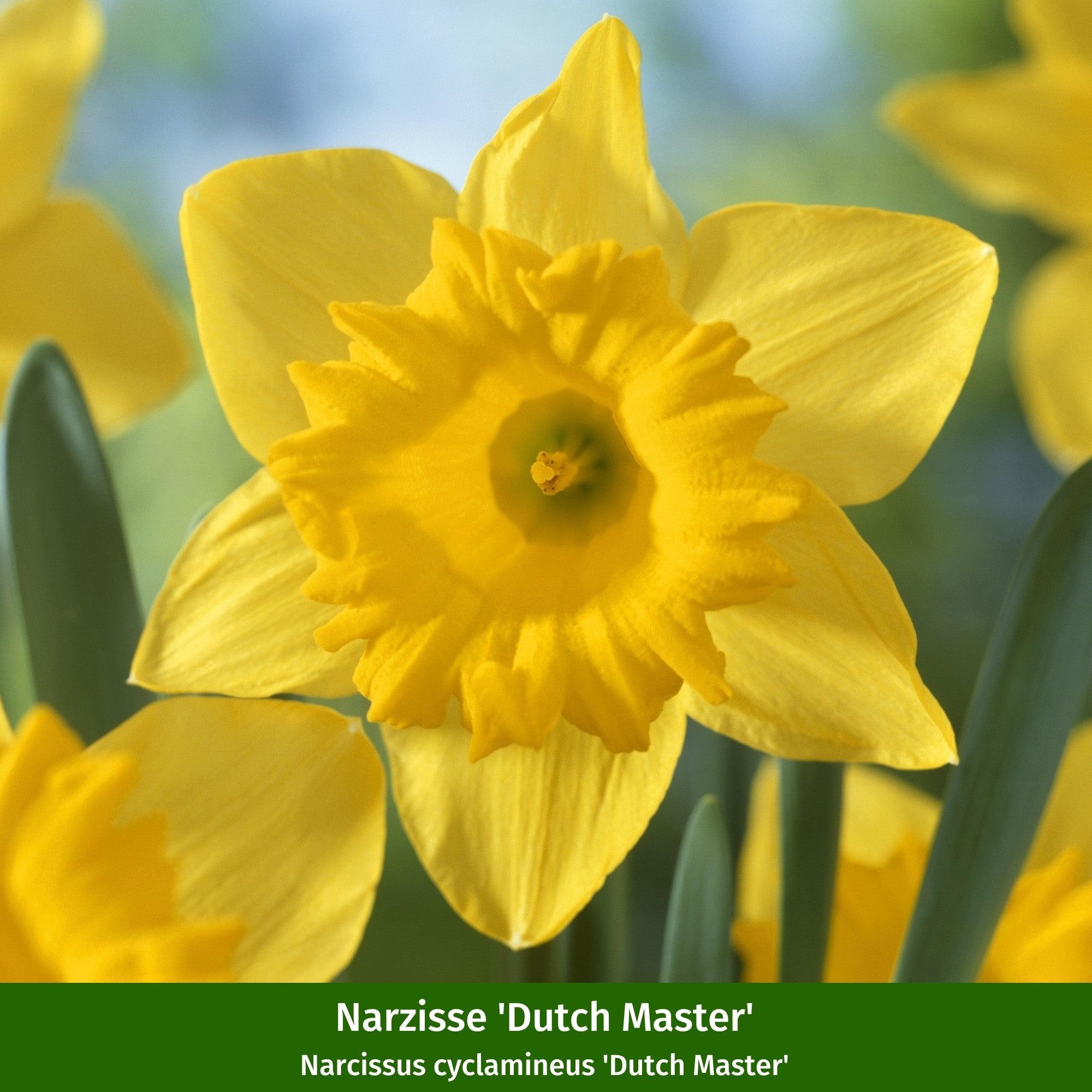 Balkonblumen "Gelb-Weiße Frühlingsfrische"