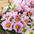 Kissenprimel 'Apple Blossom'