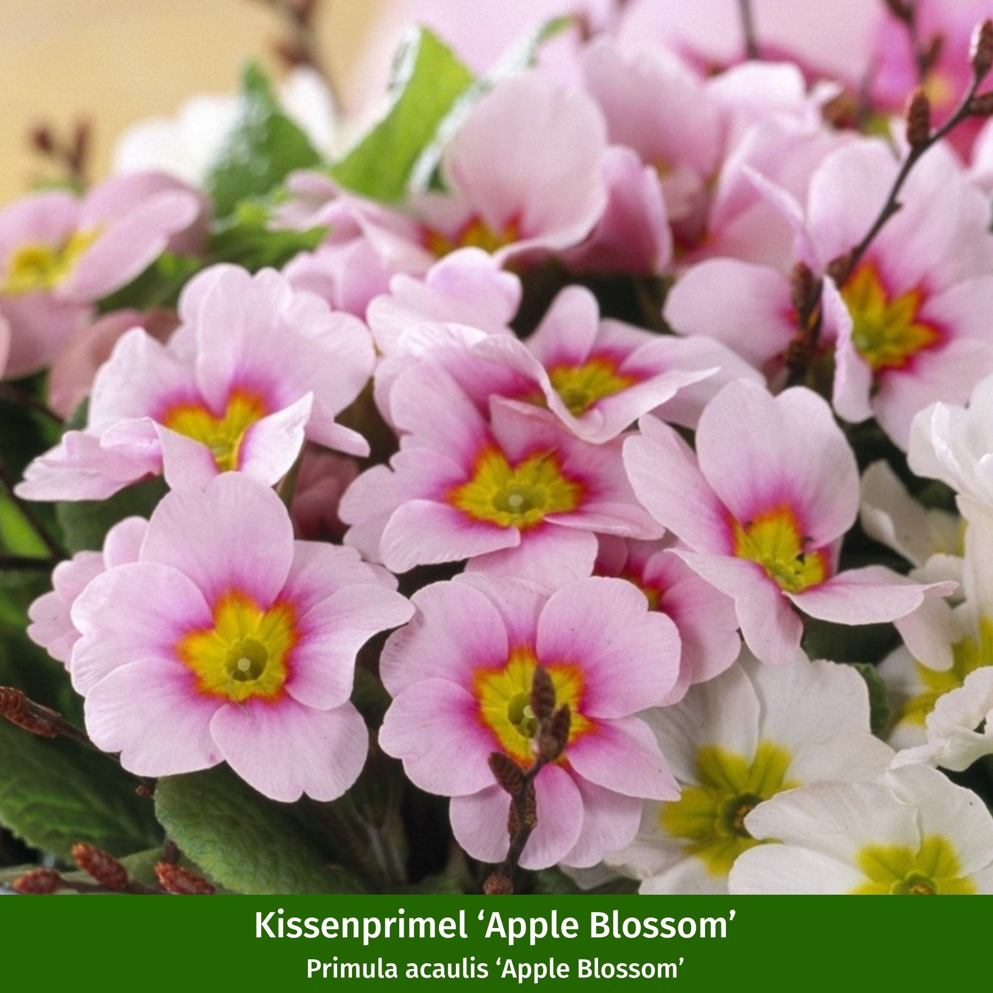 Balkonblumen "Frühlingspracht in zarten Tönen"