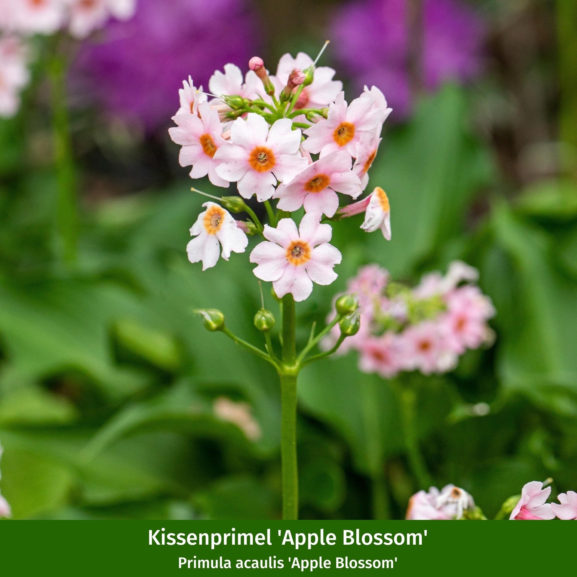 Balkonblumen "Romantischer Frühlingszauber"