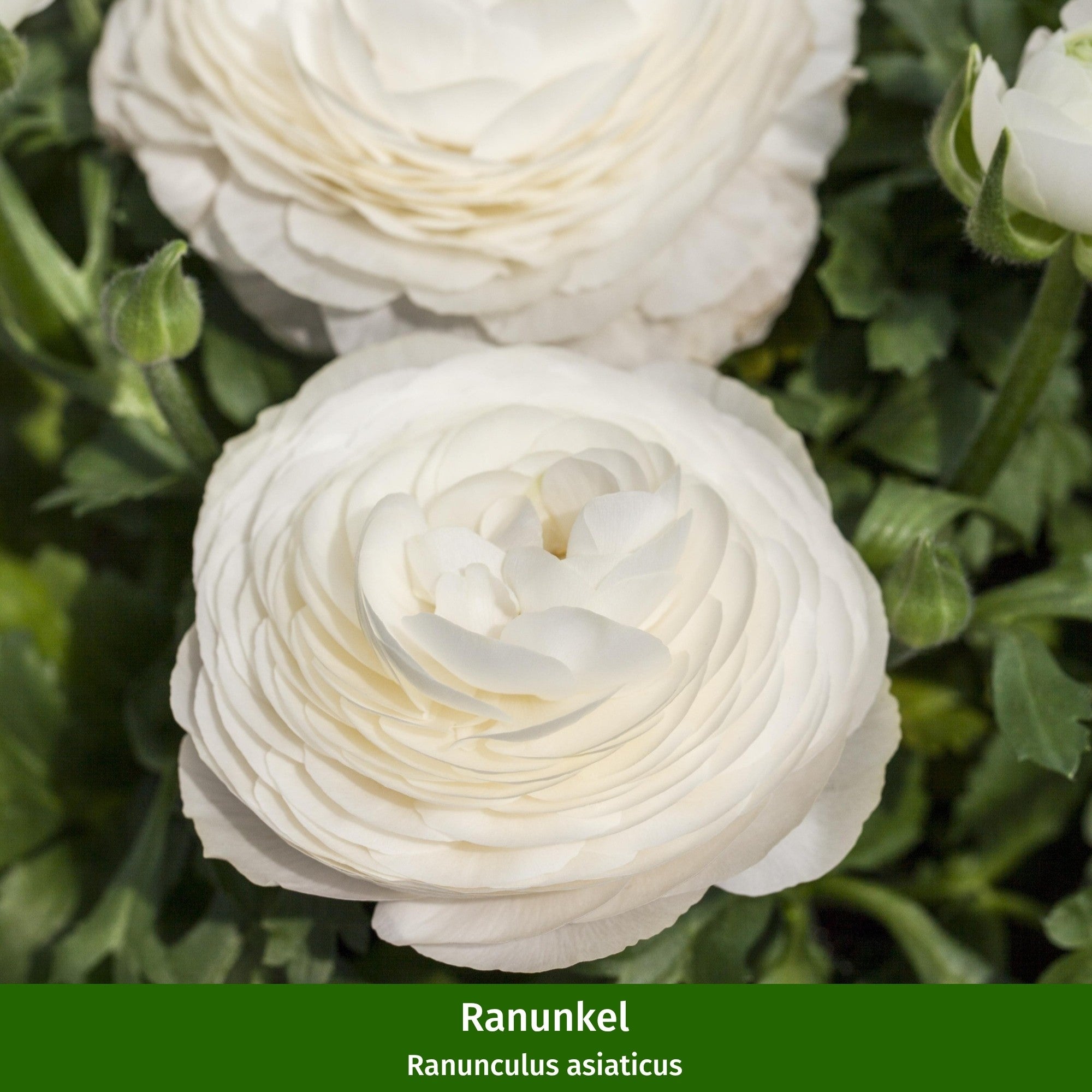 Balkonblumen "Weißer Frühjahrszauber"