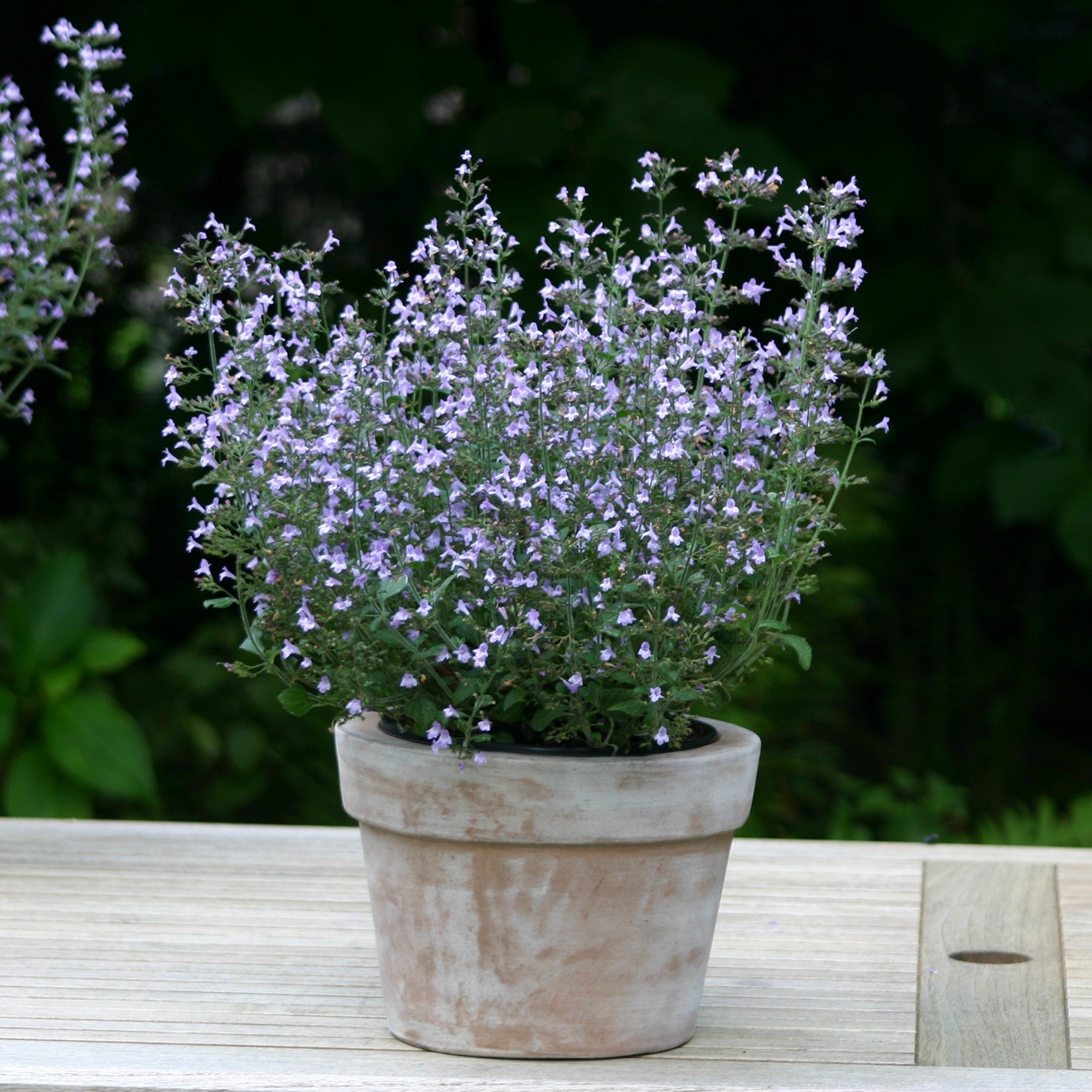 Bergminze 'Marvelette'