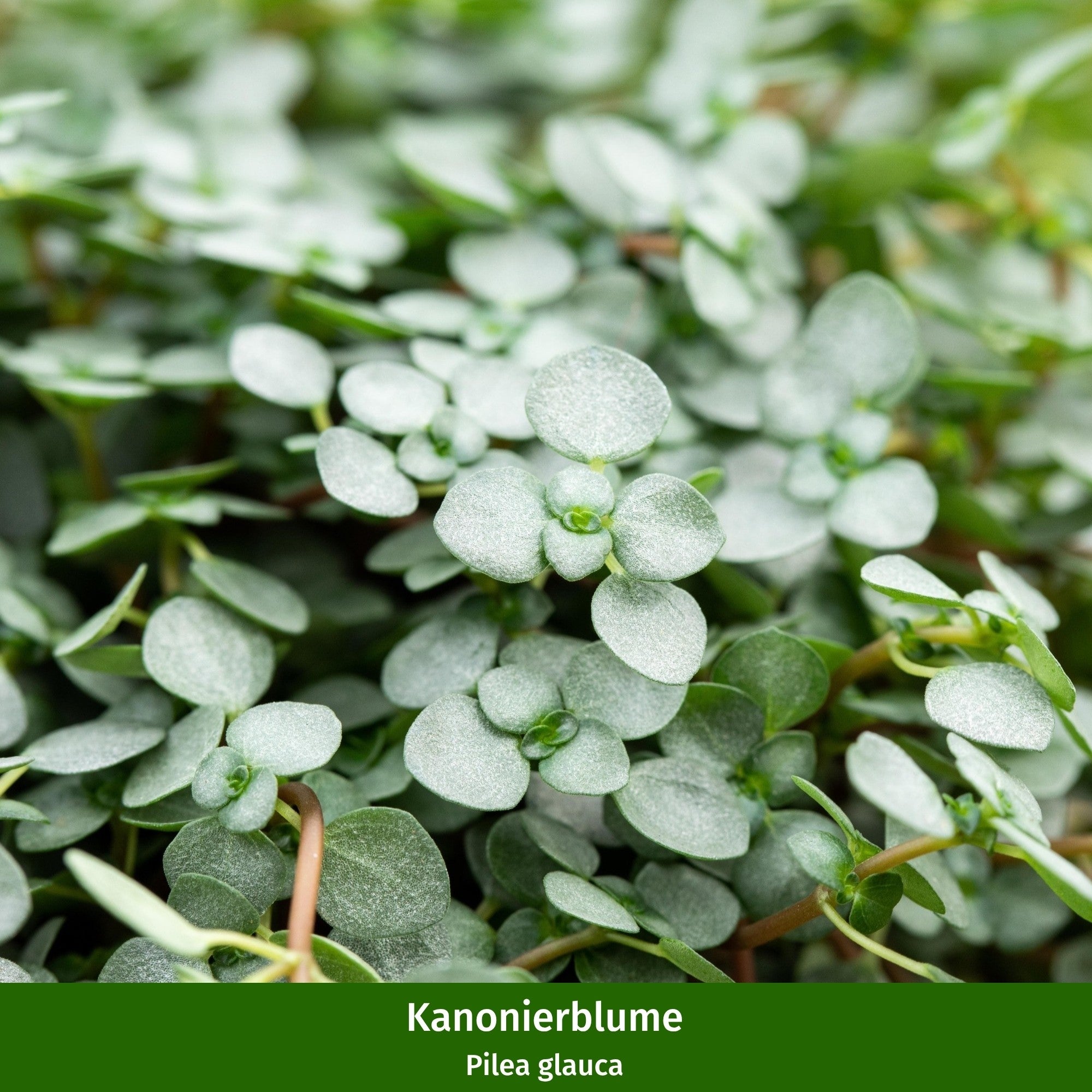 Zimmerpflanzen-Set "Grüne Vielfalt"