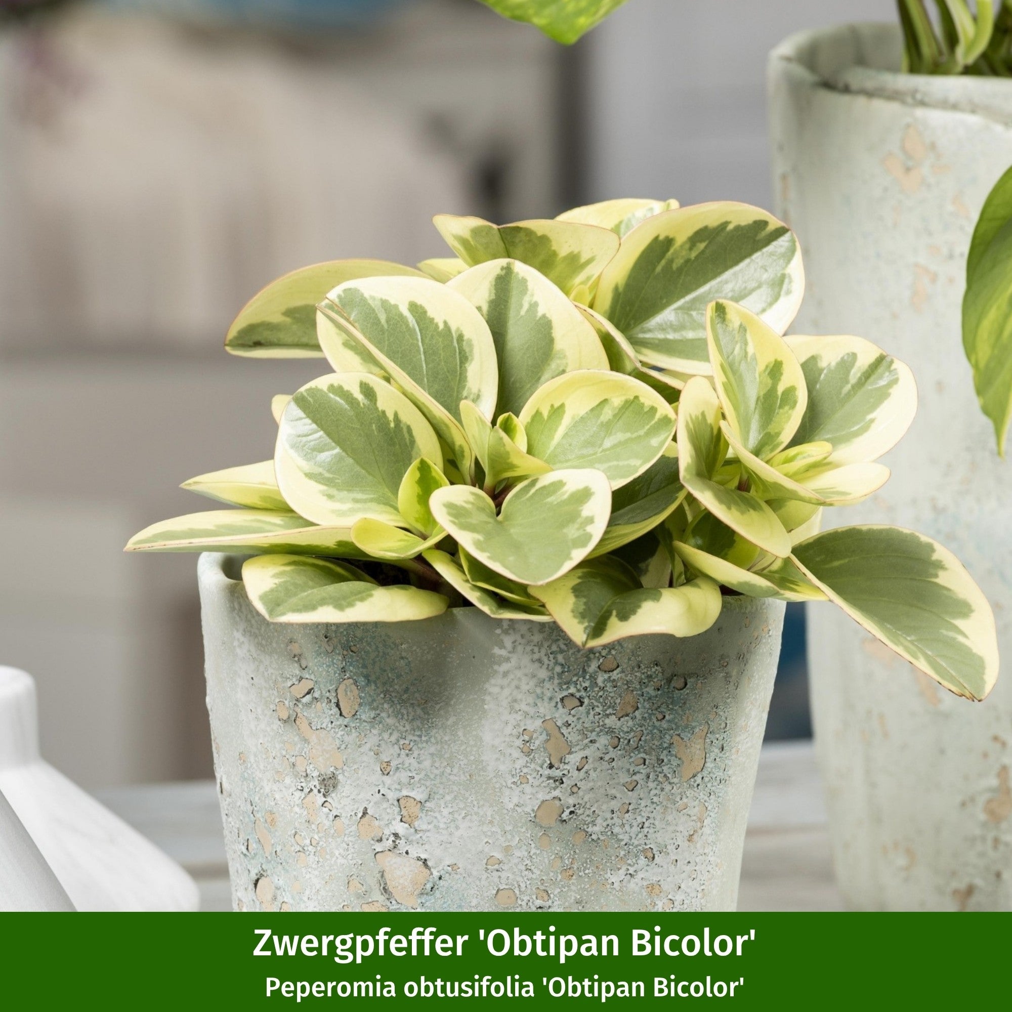 Zimmerpflanzen-Set "Gelbgrünes Duo"