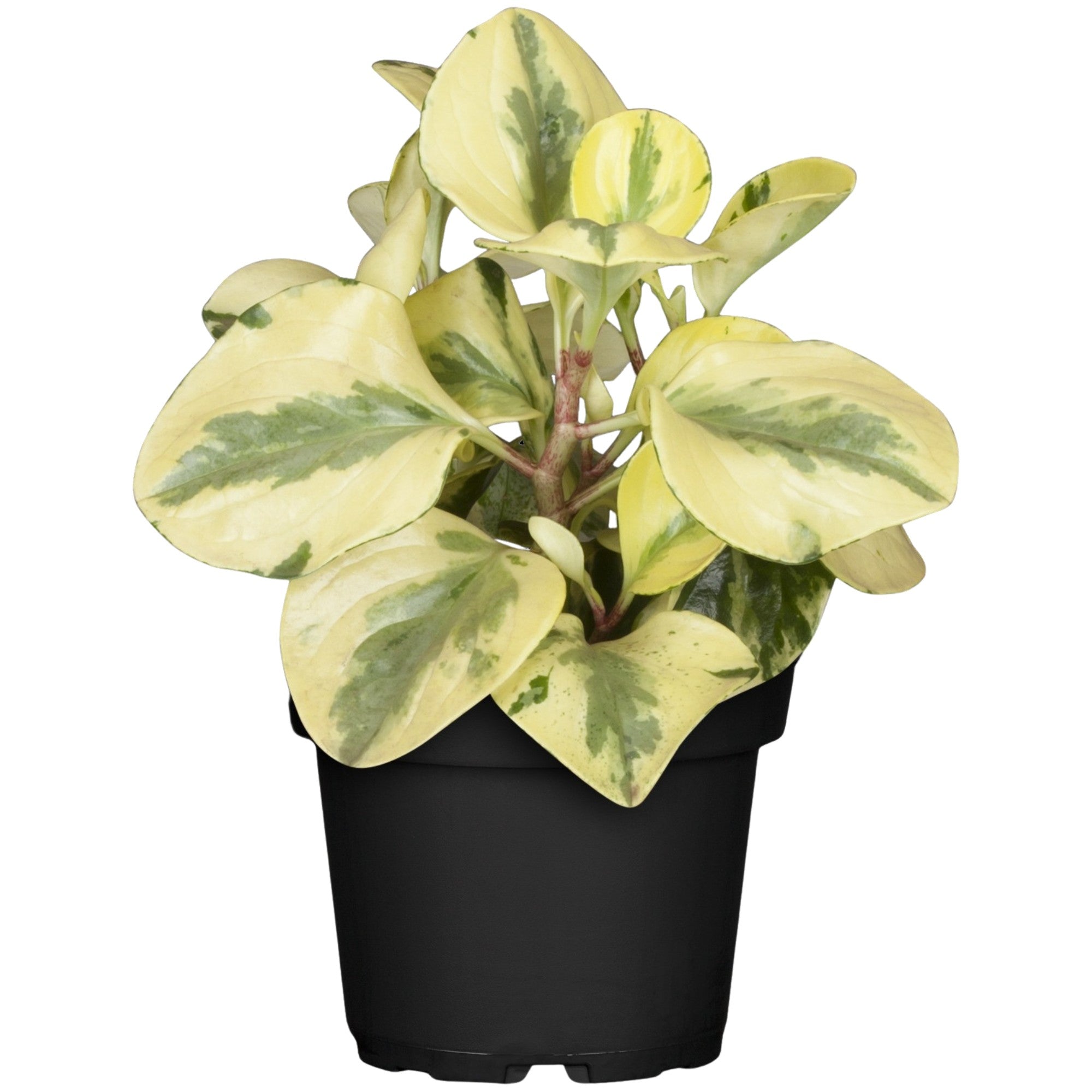Zwergpfeffer 'Obtipan Bicolor'