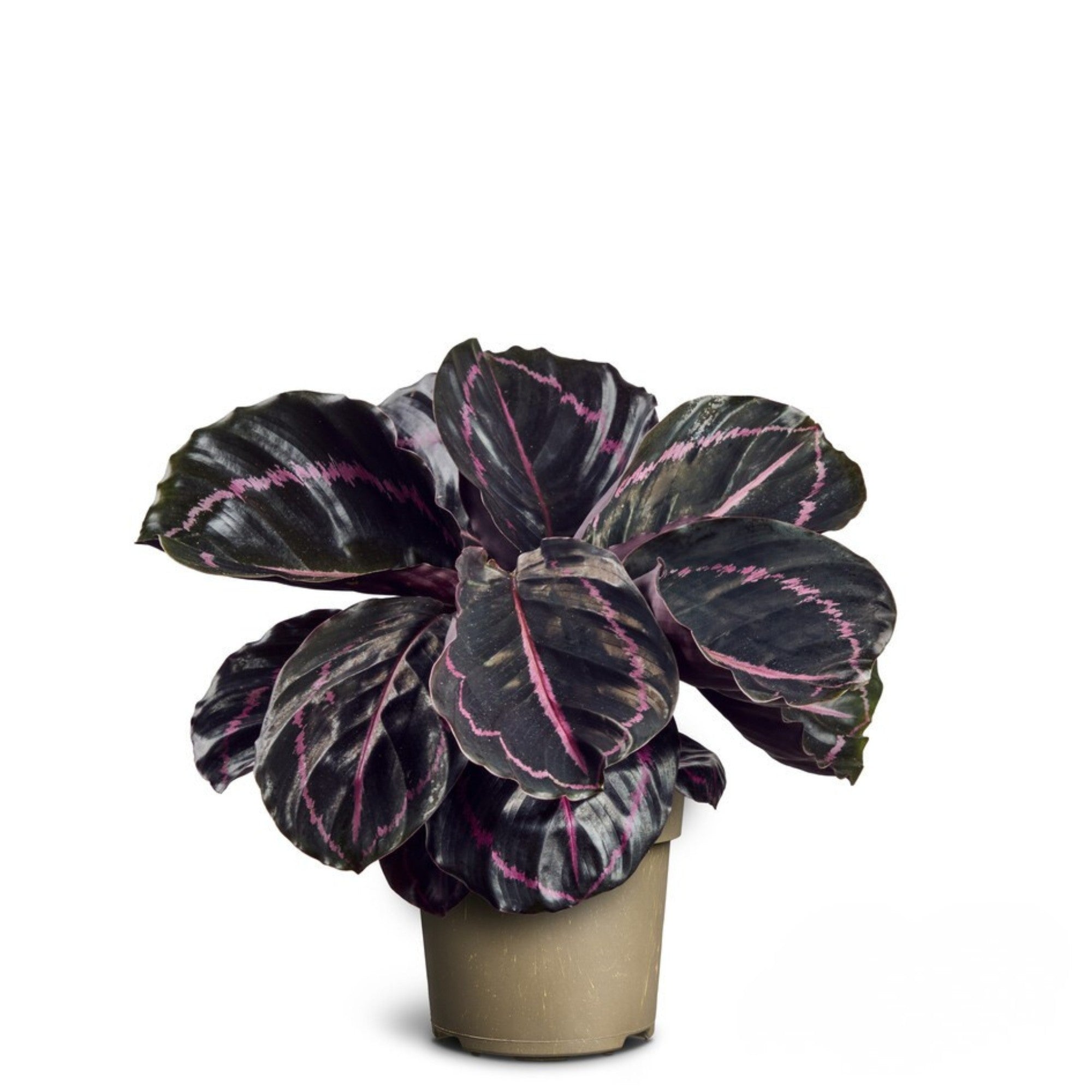 Korbmarante 'Dottie'
