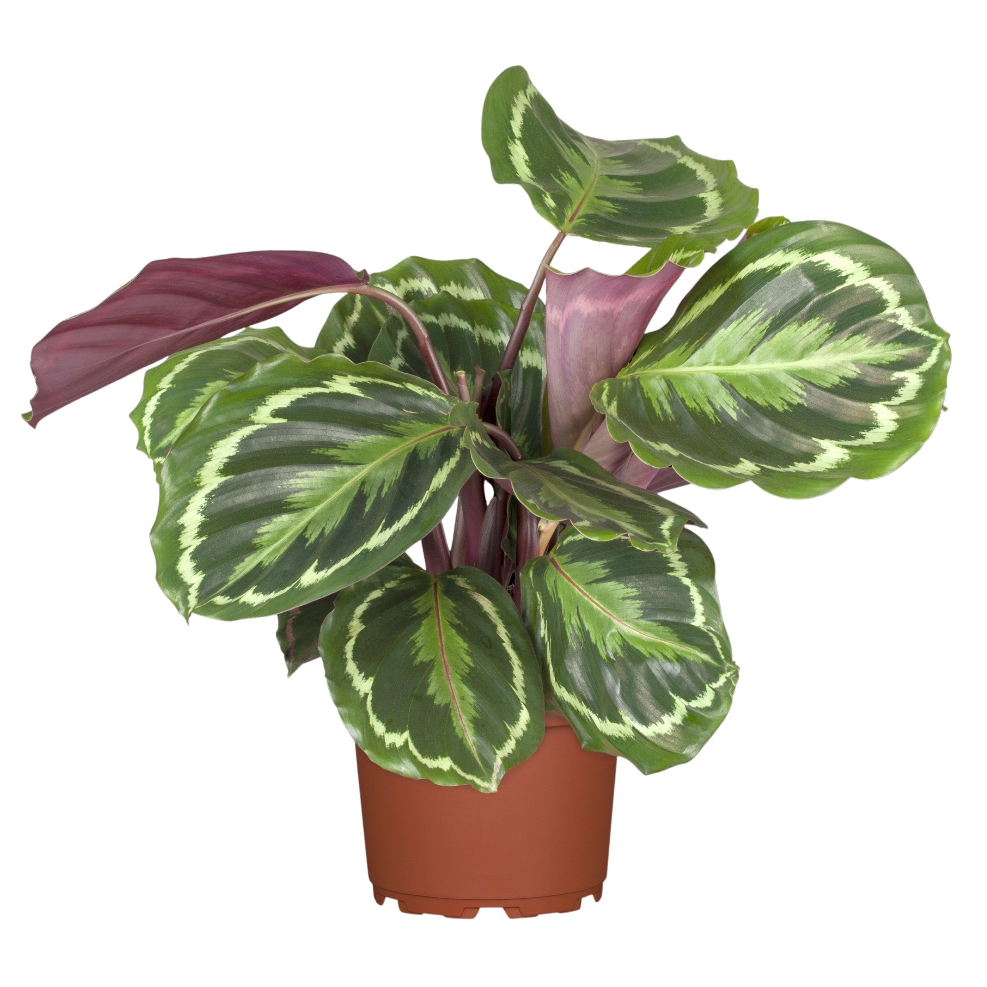 Korbmarante 'Green'