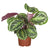 Korbmarante 'Green'