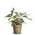 Korbmarante 'White Miracle'